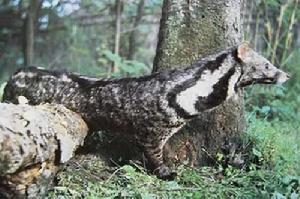 白雲山原始森林大靈貓