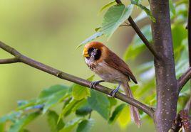 點胸鴉雀 點胸鴉雀
