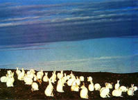 北極兔群