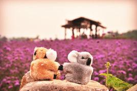 紫海藍山 紫海藍山