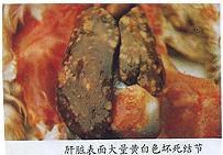 鴨偽結核病 鴨偽結核病