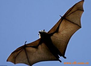 科島狐蝠 科島狐蝠
