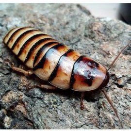 馬達加斯加發聲蟑螂 馬達加斯加發聲蟑螂