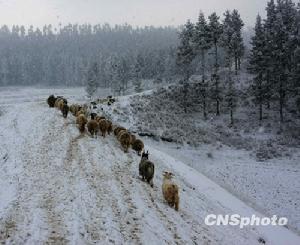 科技人員現場發放科技圖書、技術資料,並開展諮詢服務活動。