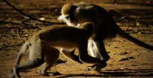 赤腹長尾猴 赤腹長尾猴