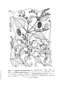 圓苞金足草 圓苞金足草