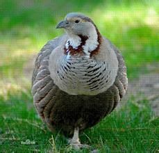 藏雪雞指名亞種 藏雪雞指名亞種