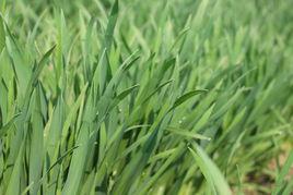 華麥1028 華麥1028