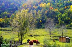 黃柏塬原生態風景區