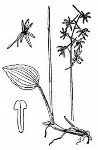 短柄筒距蘭 短柄筒距蘭