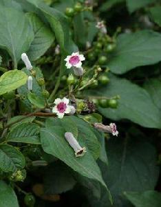 雞矢藤屬 雞矢藤屬