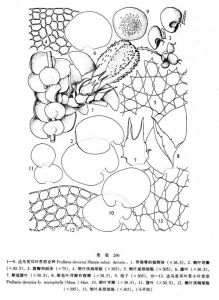 達烏里耳葉苔(原亞種) 達烏里耳葉苔(原亞種)