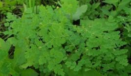 腺毛唐松草系 腺毛唐松草系