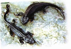 紅痣疣螈 紅痣疣螈