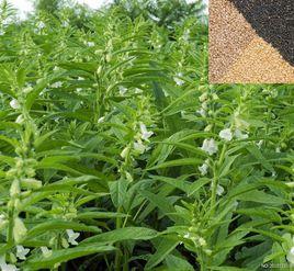 遼品芝1號 遼品芝1號