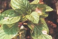 薄荷霜霉病 薄荷霜霉病