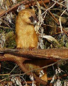 青鼬東北亞種 青鼬東北亞種