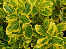 金邊黃楊（var. aurea-marginatus）