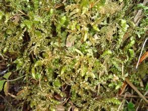 尖葉擬船葉蘚 尖葉擬船葉蘚