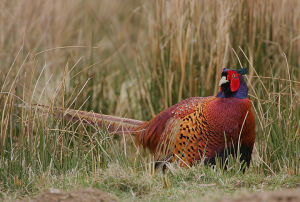 雉雞弱水亞種 雉雞弱水亞種
