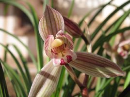 朱筋紅蓮瓣 朱筋紅蓮瓣