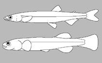 大洋洲南乳魚 大洋洲南乳魚