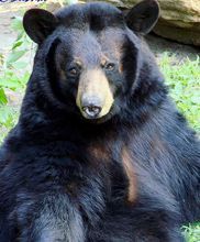 路易斯安那黑熊 路易斯安那黑熊