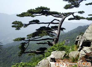 白馬尖---代表松