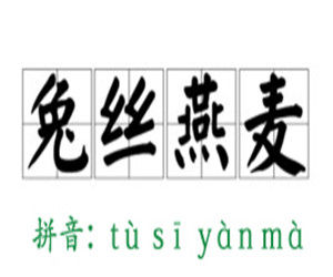 兔絲燕麥 兔絲燕麥