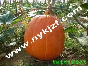 雪蓮果種苗 雪蓮果種苗