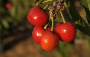 雲山大櫻桃 雲山大櫻桃