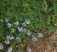 短序組[豆科黃耆屬]