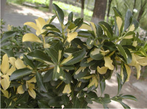 毛枝黃楊 毛枝黃楊