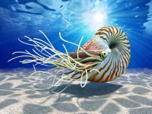 蘇祿海鸚鵡螺 蘇祿海鸚鵡螺