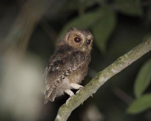 拉氏角鴞 拉氏角鴞