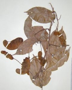 光葉密花豆 光葉密花豆