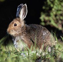 韓國野兔 韓國野兔