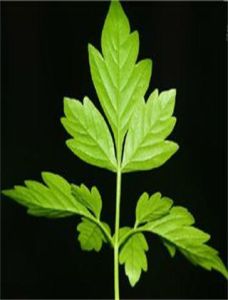 帶滕苦棟 帶滕苦棟