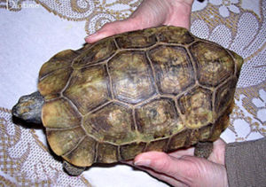 壘包陸龜 壘包陸龜