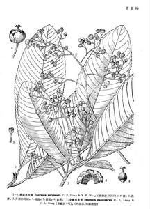 多脈水東哥 多脈水東哥