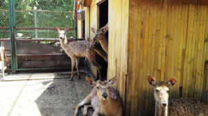 北魏鹿苑 北魏鹿苑