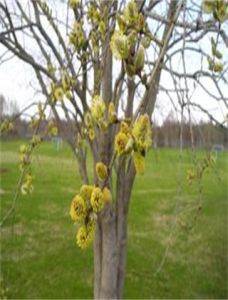 小葉山毛柳 小葉山毛柳