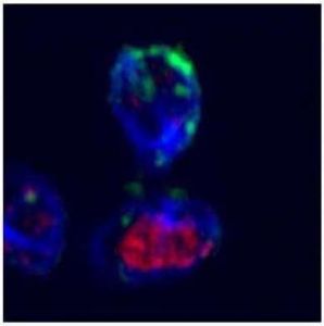 細胞分裂末期的李斯特菌特異T細胞