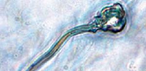 通過顯微鏡觀測，科學家清晰地看到了這種人造精子有頭和尾，並能像正常的精子一樣遊動。