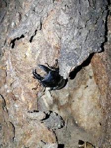 中華大扁鍬 中華大扁鍬