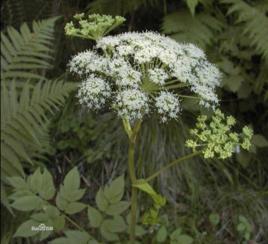 黑水當歸 黑水當歸