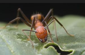 尼科巴弓背蟻 尼科巴弓背蟻