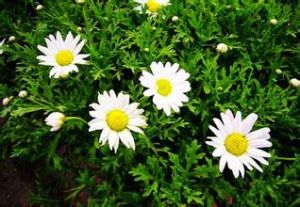 柳葉鹿草 柳葉鹿草