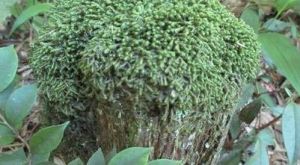 石生挺葉苔 石生挺葉苔