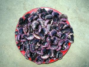 東河沖村農村經濟-花芸豆